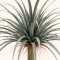 Palmspire Artificial Indoor Tree