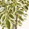 Verdeluxe Variegata Premium Artificial Indoor Tree