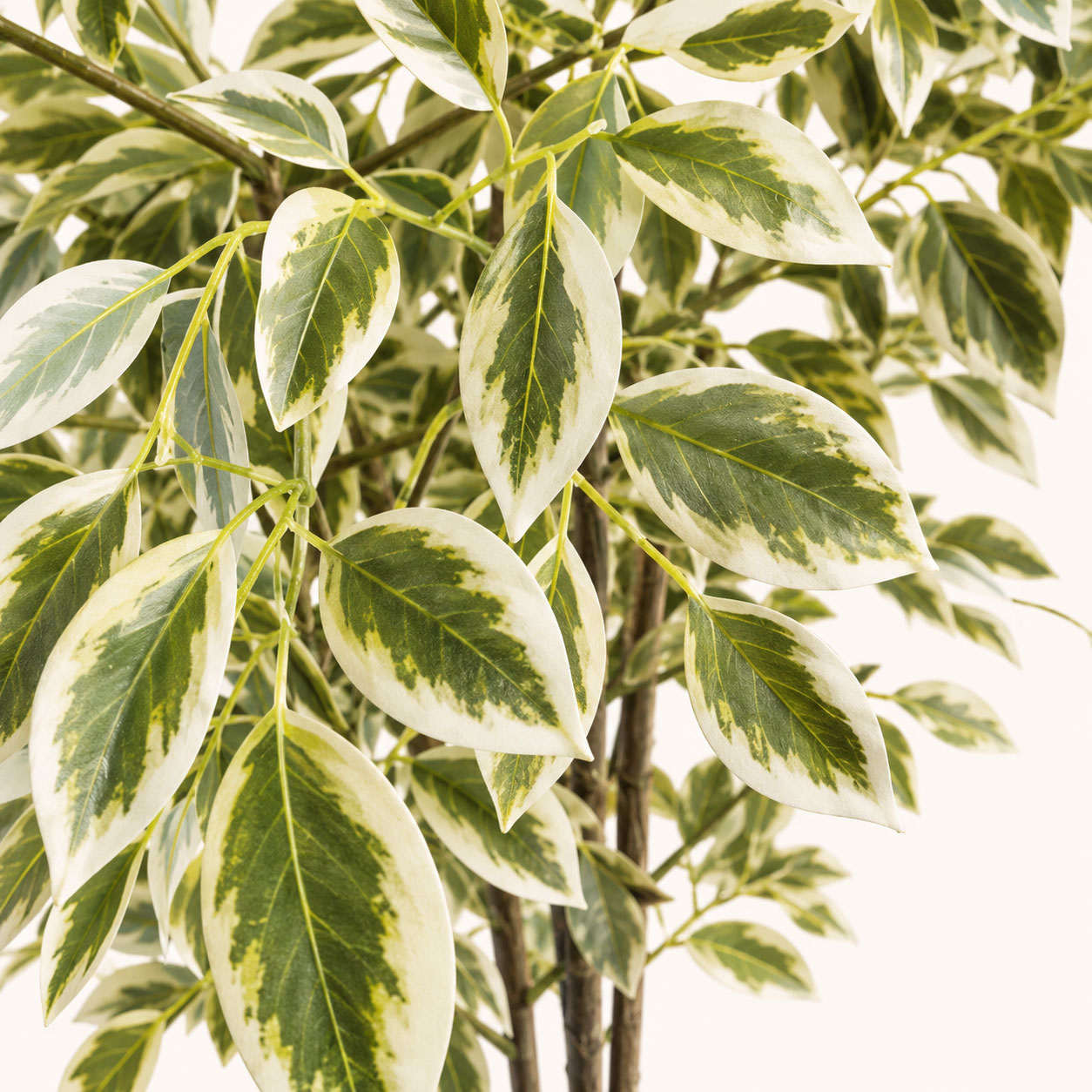 Verdeluxe Variegata Premium Artificial Indoor Tree
